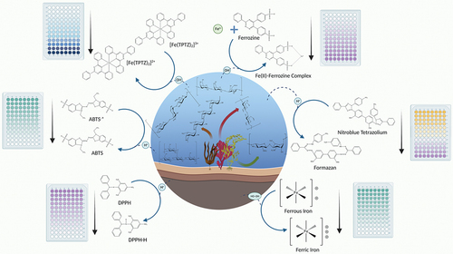 Figure 5. Proposed antioxidant mechanisms of seaweed-derived polysaccharides.[Citation192,Citation218,Citation226–229] drawn by BioRender.