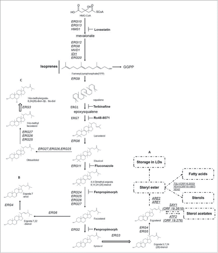 Figure 1. The conserved pathway of sterol synthesis, storage and transformation in C. albicans and S. cerevisiae. A. Schematic representation of the common ergosterol synthesis process including the enzymes and intermediate products in C. albicans. The storage and transformation between steryl esters and fatty acids or sterols is uncharacterized in C. albicans and labeled with dotted boxes, based on the homologous genes and their roles in S. cerevisiae. B. Accumulated intermediates when ERG3 function is lost. C. Bypass pathway when C. albicans is treated with Erg11p inhibitors. The resulting aberrant sterol 14-methylergosta-8,24(28)-dien-3β,6α-diol is produced by ERG3. Solid arrows, single enzymatic process; dashed arrows, multiple enzymatic processes; underlined genes, S. cerevisiae genes and their homologous genes in C. albicans are shown in parentheses.