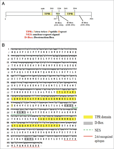 Figure 1. Molecular characterization of FLJ25439 protein. (A) Schematic representation of FLJ25439 domain structure. FLJ25439 protein is 361 amino acids in length. Three domains were recognized based on their sequence structure. (B) Deduced amino acid sequence of FLJ25439 protein. The tetratricopepetide repeat (TPR) is highlighted in yellow, 3 destruction boxes (D-box) are highlighted in gray and the putative nuclear export signal is underlined. The peptide used for generating 2A4 monospecific antibody against FLJ25439 is underlined in red.