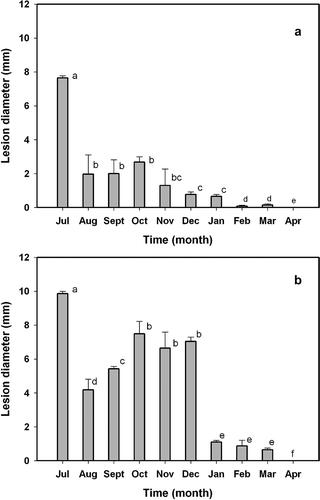 Fig. 9. Diameters of the lesions caused by Alternaria alternata isolate Alt6, five days after its inoculation in unwounded (a) and wounded (b) fruits of ‘Fortune’ mandarin. Fruits were harvested from July (90 days after anthesis) to April (360 days after anthesis), covering different developmental stages. Vertical bars denote ± SE, when larger than symbols. Values not sharing a common superscript letter are significantly different (P < 0.05).