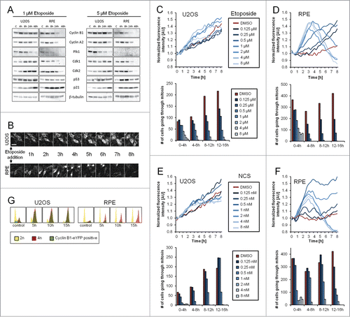 Figure 1. Gene-targeted Cyclin B1 as a novel setup to study checkpoint recovery competence. (A) U2OS or RPE cells were treated with 1 or 5 μM Etoposide for the indicated time periods and subjected to immunoblotting with the indicated antibodies. (C) Untreated control. (B) Representative images of U2OS Cyclin B1-eYFP and RPE Cyclin B1-eYFP cell populations during ongoing Etoposide treatment. Scale bar: 50 μm. (C–F) Equal amounts of U2OS Cyclin B1-eYFP cells (C and E) and RPE Cyclin B1-eYFP cells (D and F) were treated with Etoposide (C and D) or NCS (E and F) at time point 0, and followed by time-lapse microscopy. Average Cyclin B1-eYFP signal was quantified and passage through mitosis was determined. (G) U2OS Cyclin B1-eYFP and RPE Cyclin B1-eYFP cells were treated with 1 μM Etoposide for 5, 10 or 15 h, and subsequently cellular DNA content and eYFP positivity were assessed by flow cytometry.