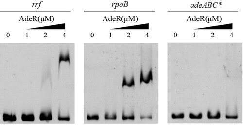 Figure 5. AdeR binds the rrf and rpoB promoter. The DNA binding capability of AdeR were evaluated by EMSAs. The promoter DNA fragments of rrf and rpoB were incubated with increasing amounts of purified AdeR. adeABC* was used in the EMSA as a negative control [Citation34].