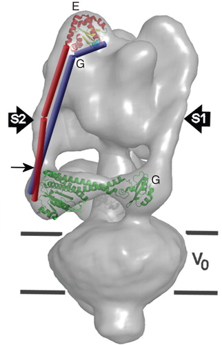 Figure 7.  Modeling the subunit E/subunit G stator in the structure for the V-ATPase. The stator structures visible in the model of the Manduca V-ATPase generated by cryo-electron microscopy of single particles (Muench et al. Citation2009) are ∼ 160 Å long and extend from the top of the V1 domain to the horizontal collar of density partially encircling the mid-region of the complex that contains subunit C (pdb 1U7L (Drory et al. Citation2004): green in the on-line version of this figure). Stators 1 (S1) and 2 (S2), labeled according to (Muench et al. Citation2009), are visible in the view shown. The cytoplasmic end of stator 2 has been fitted with the mixed α-helix and β-sheet (red and yellow, respectively, in the on-line version of the Figure) of the crystal structure of the C-terminal domain (residues 81-198) of the Pyrococcus homologue of subunit E (pdb code 2DM9 [Lokanath et al. Citation2007]). The filament-like region of stator 2 (S2), extending towards the membrane domain V0, can accommodate the N-terminal domain of E modeled as an extended α-helix (red cylinders in the on-line version of the Figure), with a break predicted to be possible ∼ 60 Å from the membrane proximal end of the stator. The 115 residue subunit G is modeled into the stator structure principally as a single α-helical structure (blue cylinders in the on-line version of the figure) such that its N-terminal region is positioned close to the N-terminal region of E at the membrane-proximal end of the stator. In the subunit E C-terminal domain structure, the residue (Glu116) that corresponds to NtpE residue Leu115 that cross-links directly to the C-terminus of NtpF is shown in space fill (cyan in the on-line figure) and is adjacent to the C-terminal region of G, consistent with the cross-linking data from this study and published biophysical data (see main text for discussion). E and G can be equally well fitted to the other two stators. This Figure is reproduced in colour in the online version of Molecular Membrane Biology.