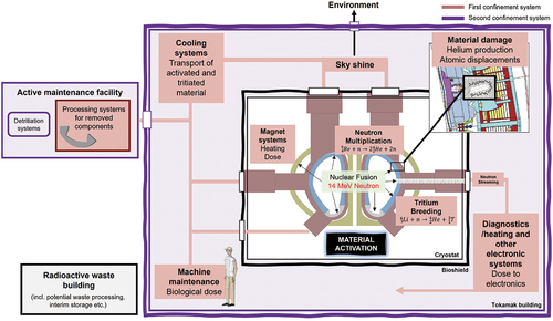 Fig. 1. Schematic illustration of the complex nuclear environment in an operating fusion tokamak. The diagram describes only some of the many complex phenomena that arise from the fusion reaction.