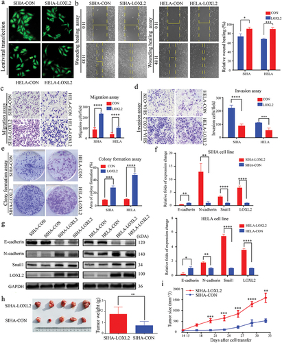 Figure 4. LOXL2 promoted malignant transformation of cervical cancer lines by inducing EMT. (a) Representative fluorescent images of SIHA and HELA after transfected with lentivirus. (b), (c), (d), (e) Up-regulated LOXL2 significantly promoted invasive, migrative and proliferative capability of SIHA and HELA. (f) and (g) mRNA and protein levels of key molecules (e.g. E-cadherin, N-cadherin, Snail1) in the EMT signaling pathway significantly changed after transfected with LOXL2-lenti-virus. (h) and (i) Over-expression of LOXL2 significantly promoted tumor growth in subcutaneous tumor model of SIHA cells in nude mice. EMT: epithelial-mesenchymal transition. ** P < 0.01; *** P < 0.001; ****P < 0.0001.