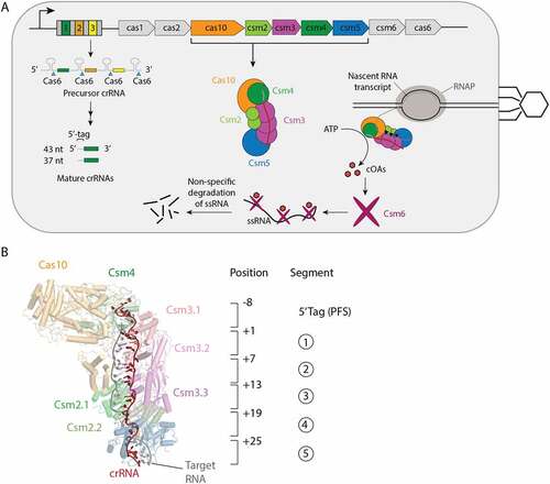 Figure 1. Interference mediated by the S. epidermidis Cas10-Csm complex. (A) The type III-A CRISPR-Cas locus in S. epidermidis contains a repeat-spacer region with three spacers (coloured) and four repeats (grey) and nine CRISPR-associated genes. The repeat-spacer is transcribed and processed during crRNA biogenesis into mature crRNA of primarily 37 and 43 nucleotides. The crRNA combine with five Cas proteins to form the Cas10-Csm effector complex which carries out interference against foreign genetic elements. An active site in the Csm3 protein cuts bound target RNA (black triangles) and Csm6, once stimulated by cyclic oligoadenylates (cOAs) indiscriminately cuts RNA inducing cell dormancy. Cas10 also possesses a ssDNA cutting activity that is not pictured. (B) The 8 nucleotides on the 5’ end of crRNA are referred to as the 5’ tag or the proto-spacer flanking sequence (PFS) and are not involved in base-pairing to cognate targets. The first nucleotide following the 5’ tag can engage in base-pairing to a cognate target and is numbered +1. Each six nucleotides of crRNA behaves as a structural unit with five nucleotides base-pairing and the sixth unpaired. This pattern repeats throughout the crRNA–target duplex and each six-nucleotide segment can be assigned a number 1–5.