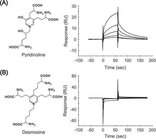 Figure 4. Pyr directly interacts with RAGE.Binding responses between RAGE and different concentrations of either (A) Pyr or (B) desmosine. Purified GST-sRAGE was covalently immobilized on a CM5 sensor chip to obtain about 15,000 RU using a Biacore system. Each concentration of Pyr (3.8, 7.7, 15.3, 30.7 and 61.3 µM) or desmosine (0.0625, 0.125, 0.25, 0.5 and 1.0 mM) was injected over the flow cells for 60 sec at a flow rate of 30 µL/min. All SPR sensorgrams were compensated by subtracting the response of the reference flow cell.