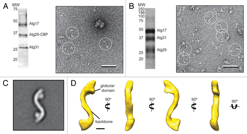 Figure 1. Purification and negative-stain EM analysis of the S. cerevisiae Atg17-Atg31-Atg29 complex. (A) Silver-stained SDS-PAGE analysis of purified native Atg17-Atg31-Atg29 complex (left). A representative raw image of negatively-stained native Atg17-Atg31-Atg31 (right) with particles in dotted circles (scale bar: 50 nm). (B) Silver-stained SDS-PAGE analysis of purified recombinant Atg17-Atg31-Atg29 complex (left). A representative image of negatively-stained recombinant Atg17-Atg31-Atg29 (right) with particles in dotted circles (scale bar: 50 nm). (C) class average for the top class from classification of 10,251 negatively-stained particles showing an overall S-shape with two circular-shaped domains attached to the terminal regions of the complex (inset). Side length of this panel is 52 nm. (D) The 3D reconstruction of Atg17-Atg31-Atg29 viewed in different orientations (scale bar: 5 nm). Two characteristic features of the reconstruction are labeled.