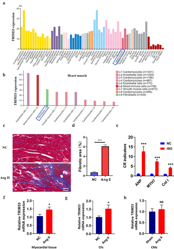 Figure 1. TRIM33 was upregulated in Ang II–induced in vivo and in vitro models. a-b. The proteinatlas (https://www.proteinatlas.org/) analysis of TRIM33 expression characteristics in human organs and cells in herat muscule. NX: the consensus normalized expression; c-d. Masson staining was performed to determine the scar size between Ang II induced mice and control mice to verify the cardiac remodeling model (n = 6 in each group). e.The qRT-PCR analysis was performed to determine the expression of fibrosis marker genes ANP, MYH7 and Col 1 (n = 6 per group). f-h. The qRT-PCR was used to examine the TRIM33 expression in Ang II induced myocardial tissue, CFs and CMs respectively. Each experiment was conducted three times independently (n = 6 per group). *P < 0.05, ***P < 0.001, ns: No statistical significance.