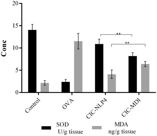 Figure 7. Effect of CIC on the oxidative stress biomarkers, MDA, and SOD in lung homogenate of OVA-challenged mice ± SD. **Significantly different (p<.001).