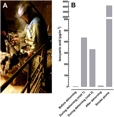 Figure 1. An animal technician working with dehorning of a calf (A) and the levels of ICA monitored with the personal and stationary samplers (B). During the personal samplings the samplers were mounted on the patient’s chest just under the respiratory headpiece. The Swedish short-term exposure limit for ICA is 36 μg/m3. The calves were anesthetized 10 minutes before dehorning.