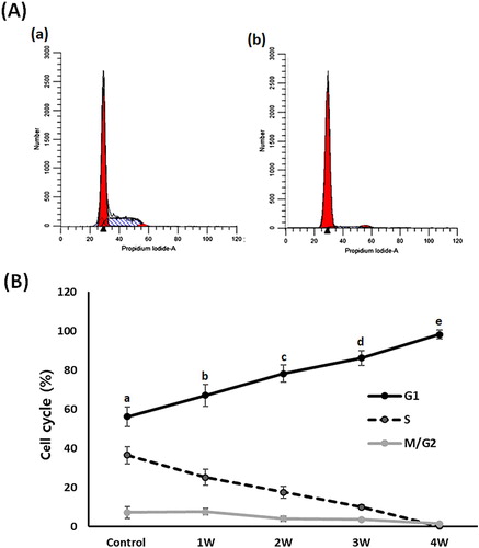 Figure 6. Analysis of cell cycle phase in A549 cancer cells treated with 50 μM PGZ up to 4 weeks. A: representative example in untreated control (a) and 50 μM PGZ-treated (b) A549 cancer cells for 4 weeks. B: The ratio of G1, S and M/G2 phase of cell cycles among each treatment week. a, b, c, d and e indicate different groups which are significantly different each other (p < .05, one-way ANOVA).