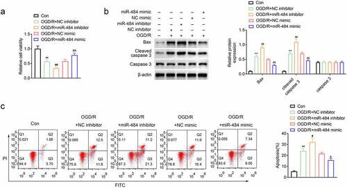 Figure 2. MiR-484 increased viability and inhibited apoptosis of neurons following oxygen-glucose deprivation (OGD). (a) CCK8 assay was applied to determine cell viability for each group, including OGD treated group, OGD treated + miR-484 inhibitor group, OGD treated + NC inhibitor group, OGD treated + miR-484 mimics group, and OGD treated + NC mimics group. (b) Western blot was applied to detect cell apoptosis-related proteins for each group. (c) Flow cytometry analysis was applied to detect apoptosis for each group. Data were presented as the mean ± SD with three independent experiments. **p < 0.01 versus control group, #p < 0.05 and ##p < 0.01 versus OGD treated + NC inhibitor group, and &p < 0.01 and &&p < 0.01 versus OGD treated + NC mimics group