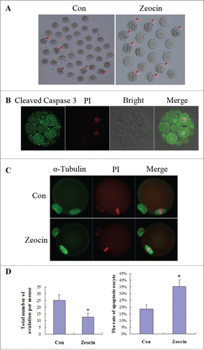 Figure 5. DNA DSBs induced oocyte apoptosis in vivo. (A) Superovulated oocytes in saline or zeocin treated mouse. Ten mice in each group were injected with 0.1 ml saline or 40 μg zeocin in 0.1 ml saline per day for 1 week. Then superovulation was performed. More fragmental oocytes (indicated by arrows) were observed in zeocin-treated mice. Representative oocytes ovulated from one mouse are displayed in (A). (B) Fragmented oocytes showed strong apoptosis signal. Fragmented oocytes were stained with anti-cleaved caspase 3 antibody and PtdIns. (C) Spindle assembly and chromosome alignment of superovulated non-fragmented oocytes. Superovulated non-fragmented oocytes were stained with anti-α-tubulin-FITC antibody and PI. Zeocin-treated mice appeared to ovulate MII oocytes with normal spindle assembly and chromosome alignment. (D) Analysis of total oocyte number of superovulation per mouse and apoptotic oocyte rate. Total number of ovulation per mouse was significantly reduced, and the rate of apoptotic oocytes was dramatically increased in the zeocin injection group. Asterisks indicate significant differences compared to the control group (P < 0.05).