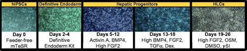 Figure 2. Feeder-free, chemically defined differentiation protocol for generating hepatocyte-like cells (HLCs) from patient-specific iPSCs. Schematic depicts representative photomicrographs at multiple stages of hepatic differentiation. Major cytokines included at each stage of the differentiation process are noted.
