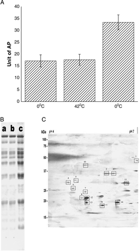 Figure 4.  (A) Release of AP from the surface of E. coli XL1Blue cells after the steps of competence generation (at 0°C), heat-pulse (0°C→42°C) and cold-shock (42°C→0°C). (B) SDS-Polyacrylamide gel (12%) electrophoretic pattern of cell supernatants. Lane a: supernatant of cells suspended in 100 mM CaCl2 and kept at 0°C for 30 min; lane b: supernatant of CaCl2-treated competent cells after heat-pulse step and lane c: supernatant of competent cells after cold-shock step. (C) 2D gel electrophoresis pattern of the supernatant of competent cells after the cold-shock step.