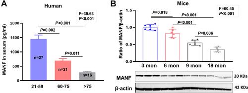 Figure 2 MANF decreased in an age-dependent manner in circulation and cortex. (A)The protein levels of MANF in human serum from healthy individuals in different age groups were measured by ELISA. (B)The endogenous protein levels of MANF in cortex of mice from different age groups were determined by Western blot analysis. Data are presented as the mean±SEM, n=6 per group for mice.