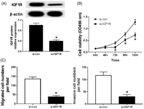 Figure 3. Knockdown IGF1R inhibits proliferation, migration and invasion of Caki-1 cells. (A)The effect of knocking down IGF1R on the expression of IGF1R in CaKi-1 cells; (B) the effect of knocking down IGF1R on the activity of CaKi-1 cells; (C) the effect of knocking down IGF1R on the migration and invasion of CaKi-1 cells; *p < .05.