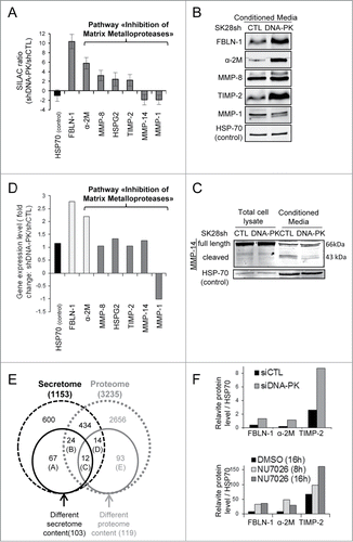 Figure 6 (See previous page). SILAC + LC-MS/MS secretome analysis showing the DNA-PKcs-dependent regulation of MMPs and other metastasis-associated proteins. (A) The SILAC ratio (shDNA-PK/shCTL) is shown for proteins from the "Inhibition of Matrix Metalloproteases" pathway: α-2M, MMP-8, HSPG-2, TIMP-2, MMP-14 and MMP-1 and metastasis-associated protein FBLN-1. No difference in HSP70 secretion was observed between SK28shCTL and SK28shDNA-PK cells, so this protein was used as a control. Criteria for a significant change: fold change ≥ 1.5; P ≤ 0.05; peptides used for quantification ≥ 3. (B, C) The differential secretion of proteins was confirmed by western blotting. Conditioned media (CM) from SK28shCTL and SK28shDNA-PK cells was normalized according to the number of cells in the culture from which they were prepared. CM concentrated by a factor of 50 was denatured and FBLN-1, α-2M, MMP-8, TIMP-2, MMP-14 and MMP-1 were detected by immunoblotting. HSP70 served as a loading control. (D) DNA-PKcs silencing increases the expression of FBLN-1 and α-2M but does not change expression of MMP-8, HSPG2, TIMP-2, MMP-14 and MMP-1. The bar graph shows the microarray results as a relative fold-change for secreted proteins of interest after DNA-PKcs silencing in SK28 melanoma cells. Negative values indicate repression. Values highlighted in light gray are significant (FBLN-1, α-2M). Statistical significance: fold-change ≥ 1.5 and P < 0.05. (E) Comparison of the proteome and secretome after the DNA-PKcs-depletion in SK28 cells. The Venn diagrams show the overlap between proteins (with numbers indicated) from the proteome and secretome. A–Proteins differentially secreted and not present in the proteome (n=67 ); B–Proteins differentially secreted but not differentially present in the proteome (n=24 ); C–Proteins both differentially secreted and differentially present in the proteome (n=12 ); D–Proteins differentially present in the proteome, but not differentially secreted (n=14 ); E- Proteins differentially present in the proteome and not detected in the secretome (n=93 ). (F) Quantification of secreted proteins abundance from SK28 cells treatment with siCTL and siDNA-PKcs or DMSO and DNA-PKcs inhibitor (NU7026, 10μM). CM concentrated by a factor of 50 (siCTL, siDNA-PK) or 25 (DMSO, NU7026) was denatured and FBLN-1, α-2M, TIMP-2 and HSP70 were detected by immunoblotting (not shown). The bar charts give the average abundance of indicated proteins normalized to the loading control (HSP70).