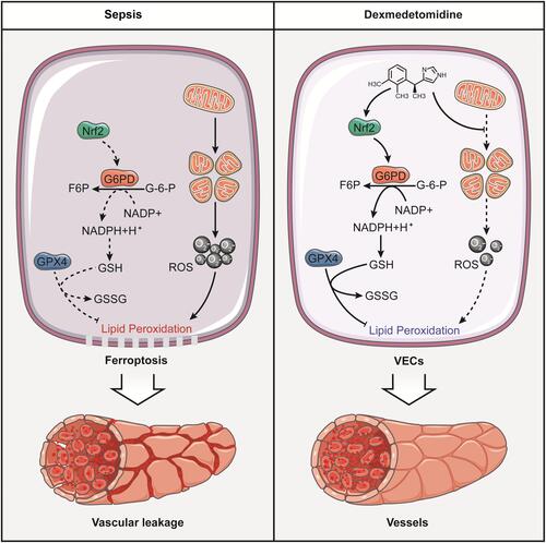 Figure 8 Schematic diagram for the mechanism of dexmedetomidine regulating vascular leakage by inhibiting ferroptosis via modulating metabolic reprogramming and inhibiting mitochondria fission. Dexmedetomidine enhanced the expression of G6PD by Nrf2 and activated the metabolic pathway of PPP, led to an increase of GSH, and reduced lipid peroxidation. Meanwhile, Dex antagonized sepsis-induced excessive mitochondrial fission to reduce ROS production.