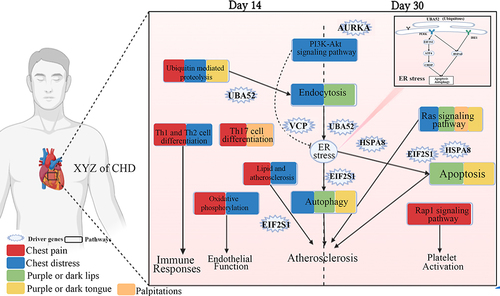 Figure 9 Molecular mechanism of the phenomic alterations in XYZ in patients with CHD treated with Danhong injections from the day 14 to day 30. Created with BioRender.com.