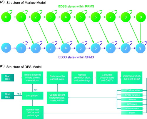 Figure 1. The structures of the Markov and DES models. In the Markov model when patients are transferred to SPMS, their EDSS score increases by 1; this assumption was applied in the DES analyses to match the approach taken in both models. Note that in the models, it is possible for a patient to move between states that are more than one EDSS point apart. For example, a transfer from RRMS with EDSS score of 1 to EDSS score of 7 is possible, without going through all intermediate steps. The omission of these transition arrows is for the sake of clarity. Moreover, from each EDSS state patients can transfer to the death state.Abbreviations. DES, discrete event simulation; EDSS, expanded disability status scale; QALYs, quality-adjusted life years; RRMS, relapsing-remitting multiple sclerosis; SPMS, secondary progressive multiple sclerosis.