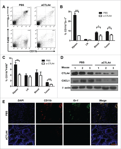 Figure 5. aCTLA4 reduced MDSCs and M2 macrophages in HNSCC mouse model. (A) Representative dot plots of CD11b+Gr-1+ MDSCs and CD11b+F4/80+ M2 macrophages in mouse model from spleen with or without aCTLA4 treatment. (B) The percentage of CD11b+Gr-1+ MDSCs was quantified in mouse model from spleen, draining lymphocyte node (LN), blood and tumor with or without aCTLA4 treatment (t test, *p < 0.05; **p < 0.01; ***p < 0.001). (C) The percentage of CD11b+F4/80+ M2 macrophage was quantified in mouse model from spleen, LN, blood and tumor with or without aCTLA4 treatment (t test, **p < 0.01; ***p < 0.001). (D) Western blot analysis the protein expression of CTLA4 and CXCL1 in mice bearing tumor with or without aCTLA4 treatment. β-actin was used as loading control. (E) Tumor sections were analysis by immunofluorescence for CD11b+Gr-1+ MDSCs. Representative images were shown from aCTLA4 and PBS treatment group. Scale bar, 100 μm.