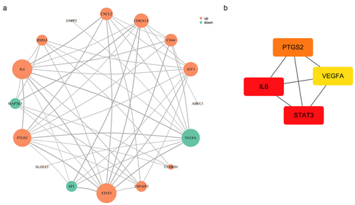 Figure 5. The PPI analysis of key genes. (a) the PPI network. (b) top four hub genes. PPI, protein-protein interaction.