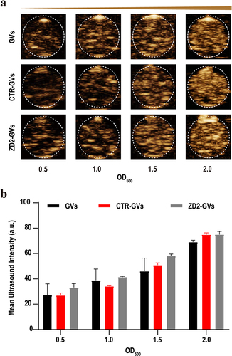 Figure 4 In vitro ultrasound contrast imaging of GVs, CTR-GVs, and ZD2-GVs. (a) Ultrasound contrast images of GVs, CTR-GVs, and ZD2-GVs at different concentrations (OD500 = 0.5 to 2.0). (b) Quantification analysis of mean ultrasound signal intensities from (a). Data represent the mean ± SD from 3 independent experiments.