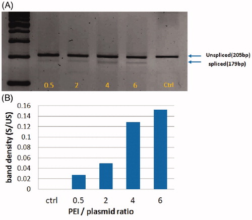 Figure 7. Xbp1 splicing during PEI-induced ER stress. A) Xbp1 splicing was detected by conventional PCR on a 2.5% agarose gel electrophoresis system. Four hours exposure of Neuro2A cells with increasing ratios of PEI/plasmid induced splicing of Xbp1 by two separate bands of 205 and 179 bp. B) band densitometry of spliced/unspliced (S/US) Xbp1 transcripts in Neuro2A cells treated with increasing ratios of PEI/plasmid.