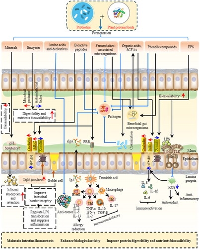 Figure 3. Health promotion mechanisms of plant proteins-probiotics interactions.Th1 cell, type 1 T helper cell; Th2 cell, type 2 T helper cell; l; Th17 cell, type 17 T helper cell Treg cell, regulatory T cell; sIgA, secreted immunoglobulin A; PPR, pattern recognition receptor; MUC, mucins; IL, Interleukin; TGF-β, transforming growth factor beta; TLR, toll-like receptor; LPS, lipopolysaccharide; ROS, reactive oxygen species.