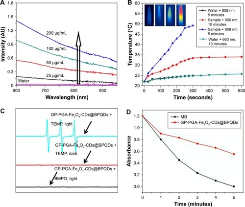 Figure 3 Photochemical and photodynamic properties of GP-PGA-Fe3O4-CDs@BPQDs nanoplatform.Notes: (A) Ultraviolet-visible NIR-absorption spectra of GP-PGA-Fe3O4-CD@BPQD nanoparticle solutions at different concentrations. The arrow represents the increasing concentration of the sample. (B) Temperature elevation of GP-PGA-Fe3O4-CD@BPQD nanoparticles (50 μg/mL) under irradiation with a 660 nm (0.5 W/cm2) or 808 nm (2 W/cm2) laser as a function of irradiation time. Inset, temperature IR images of an aqueous solution of GP-PGA-Fe3O4-CDs@BPQDs under 660 nm (0.5 W/cm2) or 808 nm (2 W/cm2) laser irradiation, which was recorded using an IR camera. (C) ESR spectra of GP-PGA-Fe3O4-CDs@BPQDs in the presence of TEMP in different conditions. Both the decomposition of DPBF and ESR spectra were carried out under an Xe lamp with a 600 nm cutoff filter. (D) Decay curves of Na2-ADPA absorption at 378 nm as a function of time in the presence of GP-PGA-Fe3O4-CDs@BPQDs and MB <660 nm laser irradiation (0.5 W/cm2). The arrows in part C represent the curve of the sample.Abbreviations: NIR, near-infrared; GP, genipin; PGA, polyglutamic acid; CD, carbon dot; BPQD, black phosphorus quantum dot; ESR, electron-spin resonance; TEMP, 2,2,6,6-tetramethylpiperidine; DPBF, diphenylisobenzofuran; ADPA, anthracene-9,10-dipropionic acid; MB, methylene blue; BMPO, 5-tert-butoxycarbonyl-5-methyl-1-pyrroline-N-oxide.