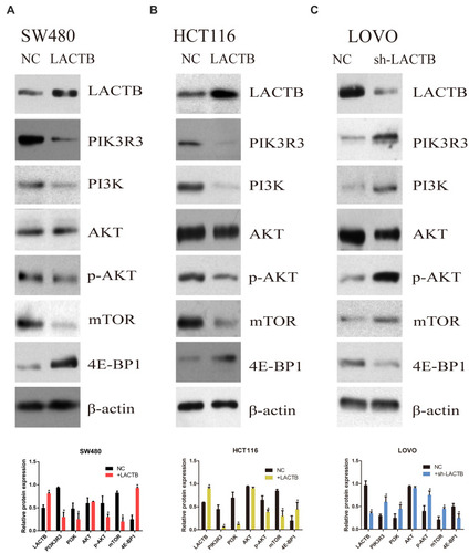 Figure 7 The regulatory effects of LACTB on autophagy and EMT are partially due to the PI3K/AKT signaling pathway. (A–C) Western blotting showed that PIK3R3 and PI3K expression was clearly decreased in the two LACTB-overexpressing cell lines compared with the control cell lines, whereas the LACTB-knockdown LOVO cells showed high PIK3R3 and PI3K expression. Simultaneously, the levels of p-AKT and mTOR were decreased after LACTB overexpression, and the LACTB-silenced LOVO cells showed increased levels of these proteins. In addition, 4E-BP1 exhibited adverse outcomes (*P<0.05), as determined by Student’s t-test.