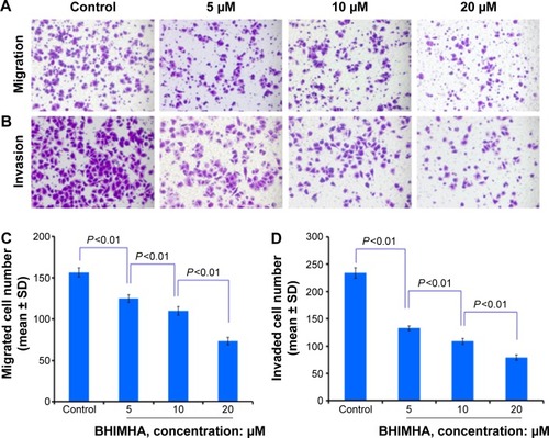 Figure 4 Effect of BHIMHA on migration and invasion of A549 cells (purple particles).