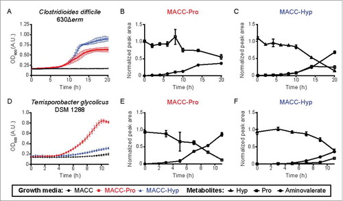 Figure 3. Growth curves and metabolite analysis of two HypD-encoding Clostridiales cultures reveal an increase in downstream Stickland fermentation metabolites accompanying Hyp consumption. (A, D) Enhanced growth was observed for both C. difficile 630Δerm and T. glycolicus DSM 1288 upon supplementation of a previously reported medium with either Pro or Hyp (20 mM final concentration).Citation5 Downstream metabolites were quantified at various timepoints in cultures supplemented with Pro (B, E) or Hyp (C, F). Experiments were set up as previously describedCitation5 with the following modifications: 200 µL cultures were grown in 96-well plates and OD600 measurements were taken using a PowerWave HT Microplate Spectrophotometer (BioTek). Samples were collected at various time points for metabolite quantification by liquid chromatography tandem-mass spectrometry.Citation5 5-Aminovalerate was measured using the Hyp detection method by monitoring precursor and product ions of m/z 118.1 → m/z 101.1. Sample peak areas are normalized to the corresponding standard. Data points are shown as mean ± standard deviation with n = 5.