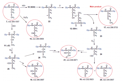 Scheme 6. Proposed mechanism for the reaction of HO• radicals with Gly-Met-Gly (7).