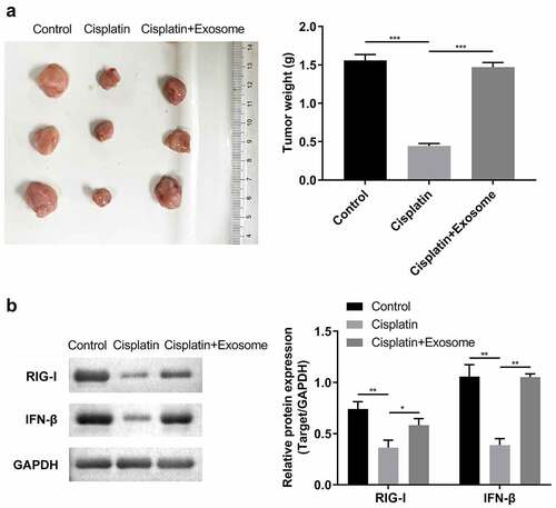 Figure 6. TAFs derived exosomes affect the cisplatin chemosensitivity in vivo.(a) Images and tumor weight of the xenograft tumors. (b) Western blot analysis of RIG-I/IFN-β. *, p < 0.05; **, p < 0.01.