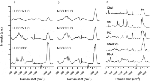 Figure 2. Raman spectra of EV samples and reference molecules. a-b: Mean Raman spectra obtained on air-dried drop of EV samples isolated by 1x UC, 2x UC and SEC protocols from HLSC (a) and MSC (b) supernatants. All spectra were baseline corrected, aligned and normalised before averaging. c: Representative Raman spectra of reference molecules: cholesterol (Chol), sphingomyelin (SM), phosphatidylcholine (PC), SNAP 25 recombinant protein and single stranded RNA. All spectra were obtained with 532 nm laser line and 30 s of exposure for 2 accumulations.