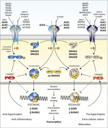 Figure 2 Transforming growth factor- β (TGF-β) family SMAD-dependent signaling.