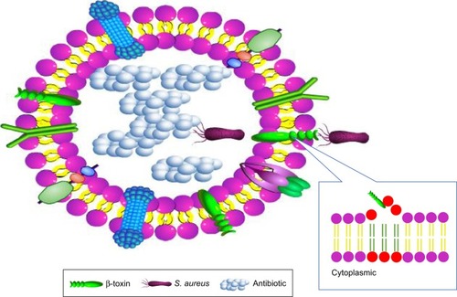 Figure 5 The process of Staphylococcus aureus entering cell membrane-coated nanoparticle.Abbreviation: S. aureus, Staphylococcus aureus.