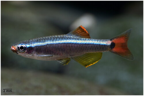 Figure 1. The morphological traits of T. flavianalis, note the reddish-orange dorsal-fin and golden anal-fin (photographed by Fan Li).