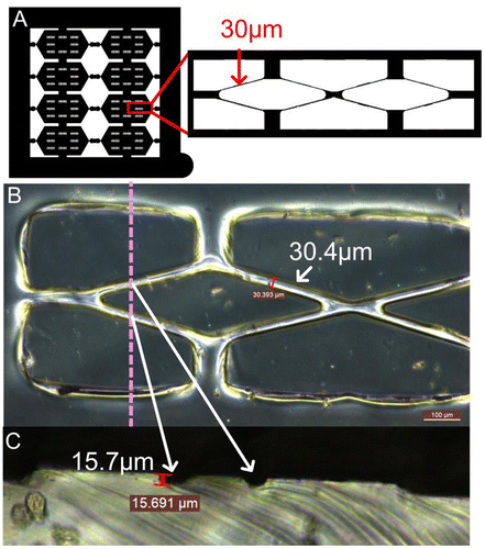 Figure 1. Mask design and PDMS replica mold. (A) Pattern of the mask which contained several double rhombuses with 30-μm-wide edges. (B) Front view of the PDMS replica mold. (C) Cross section of the PDMS mold cut at the dotted line to reveal the hemi-cylindrical structure.