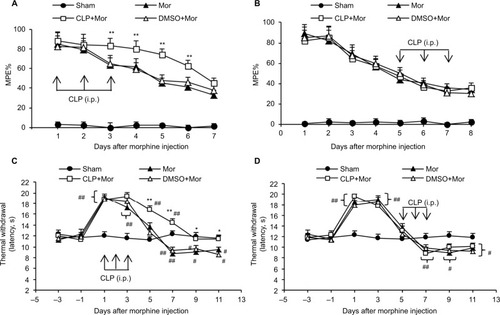 Figure 1 Effects of cyclopamine on morphine-induced hyperalgesia and tolerance.