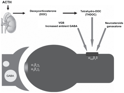 Figure 2 Schematic demonstrating a common target of action shared by many forms of therapy. Treatment with adrenocorticotropic hormone stimulates the adrenal production of tetrahydrodeoxycorticosterone which can activate extrasynaptic gamma aminobutyric acid receptors which mediate tonic inhibition. Increased ambient gamma aminobutyric acid produced by vigabatrin treatment may have a similar effect, as also the treatment with ganaxalone a neurosteroid investigational drug. The α4βxδ subunit containing extrasynaptic receptors are readily activated by modest levels of ambient gamma aminobutyric acid to produce a “lasting” current to sustain tonic activation. Adapted with permission from Auvin S, Sankar R. Antiinflammatory treatments for seizure syndromes and epilepsy. In: Rho JM, Sankar R, Stafstrom CE, editors. Epilepsy: Mechanisms, Models, and Translational Perspectives. New York, NY: CRC Press/Taylor and Francis; 2010.