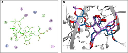 Figure 2. The 2D (A) and 3D (B) illustrations display the superimposition of the native co-crystallised EVP and redocked one (Mauve and Light Blue, respectively, in 3D picture) at the topoisomerase II-DNA complex (PDB entry: 3QX3) with RMSD value 1.42 Å.