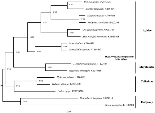Figure 1. Phylogenetic tree of H. rodoszkowskii was constructed using 13 PCGs of mitogenome from Hymenoptera species and two outgroups. The support values of the corresponding nodes are shown above (left is bootstraps of BI, right is posterior probability of ML).