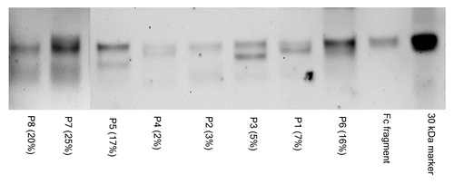 Figure 4. SNA lectin blot of Fc and Fab fragments from affinity purified anti-NY-ESO-1 IgGs. The percentage of sialic acid-containing (Sia+) IgGs observed in the course of the study is indicated in parentheses. The material analyzed by lectin blot consisted of pools of samples from the same patient that had been independently affinity purified. The image is a composite of two separate blots, as identified by the vertical line. The 30 KDa biotinylated marker and the commercially available Fc fragment (approximately 28 KDa) are shown for comparison. Lectin blot assays were done independently in duplicate instance, resulting in essentially identical findings. Each lane was loaded with approximately 1 μg of material.