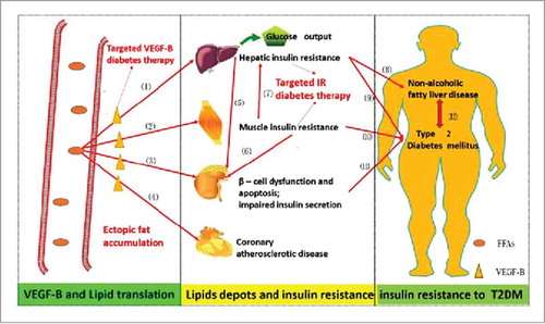 Figure 1. The progression from the ectopic lipids depots to the T2DM. Once the lipids overwhelm the capacity of adipose tissues, it shunts to the non-adipose tissues, leading to ectopic lipid deposition. (1), (2). The lipids deposition in the liver/muscle arouse the abnormal insulin behavior, resulting in muscle/hepatic insulin resistance. The insufficient insulin action gives rise to the glucose release from the liver and the lipids release from the adipose. Whereas, the glucose uptake is limited, relative to an increased lipids uptake by the tissue cells. (3). In the pancreatic islets, the lipid deposition would result in β-cell dysfunction and apoptosis,Citation6,Citation46 and the weaken insulin production. (4). The lipids depots on the artery intima lead to the coronary atherosclerotic disease, and this can further develop into latter ischemic heart disease, eventually the heart failure (HF). (5), (6). The muscle/hepatic insulin resistance repress the glucose uptake. To let down the glucose level, the β-cell produces more insulin, which does not work for the already existing insulin resistance. The functional adaptation of the β-cell bring about a high rates of β-cell metabolism and risk of β-cell damage from mitochondrial and endoplasmic reticulum stress.Citation29 (7). Insulin resistance would impair storage of carbohydrate as glycogen in muscle, then carbohydrates are redirected to the liver and become substrates for hepatic de novo lipogenesis.Citation47 (8). The hepatic insulin resistance can deteriorate into the non-alcoholic fatty liver disease (NAFLD), even the more severe non-alcoholic steatohepatitis, or hepatocellular carcinoma (HCC). (9) – (11). These combinations together to cause the final T2DM. (12). The NAFLD and T2DM are regularly co-existing. The NAFLD imposes the risk for the diabetes and its complications, in turn, diabetes makes an individual more likely to have more severe NAFLD with the associative complications of cirrhosis and mortality.Citation48