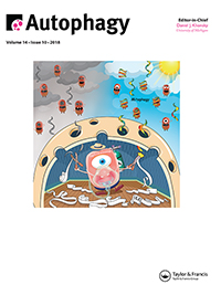 Cover image for Autophagy, Volume 14, Issue 10, 2018