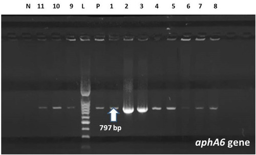 Figure 2 Amplification of aphA6 gene in MDR A. baumannii by PCR; Lane (L) shows 100-bp molecular size ladder, lane (P) is the positive control, lanes 1–11 are the positive samples carrying aphA6 gene (797 bp). Lane (N) is the negative control.